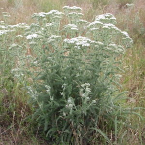 Whole yarrow plant with feathery leaves and flat white flower tops