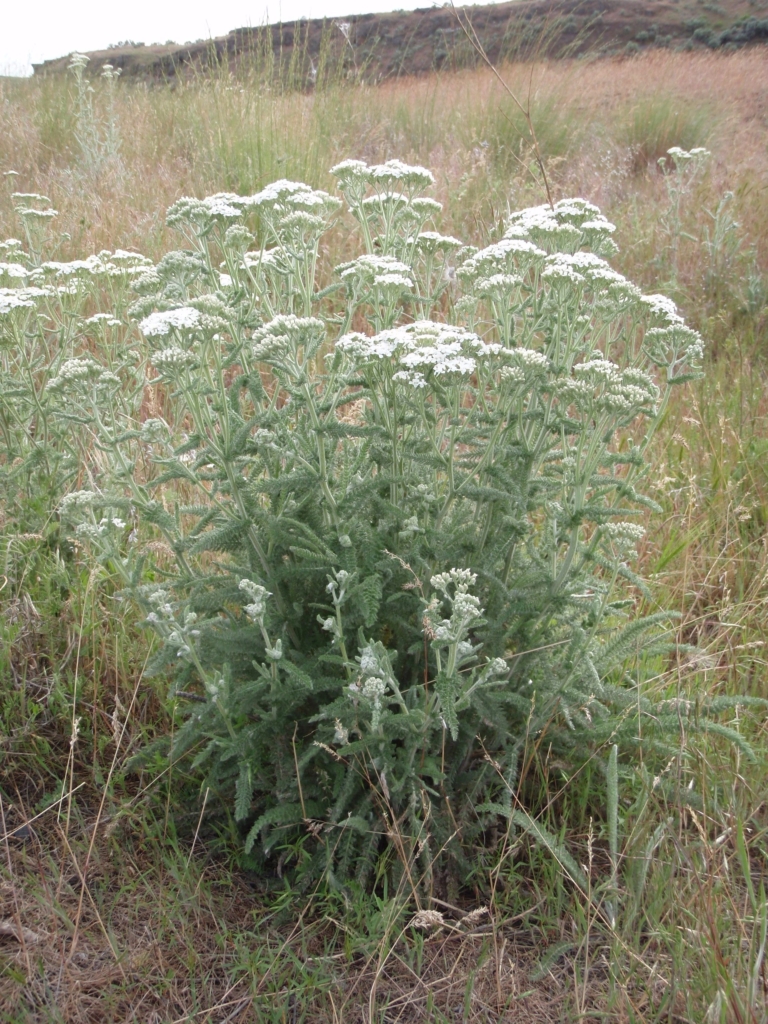 Whole yarrow plant with feathery leaves and flat white flower tops