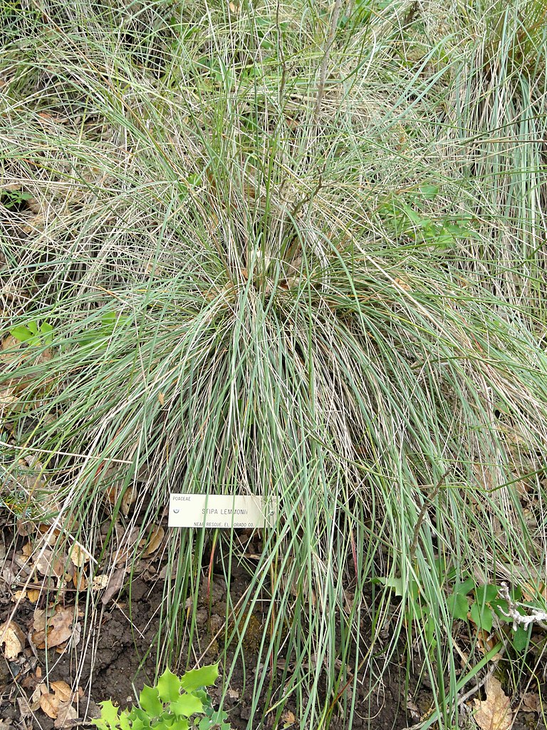 a bunchgrass with very thin leaves, living leaves green and dead leaves tannish.