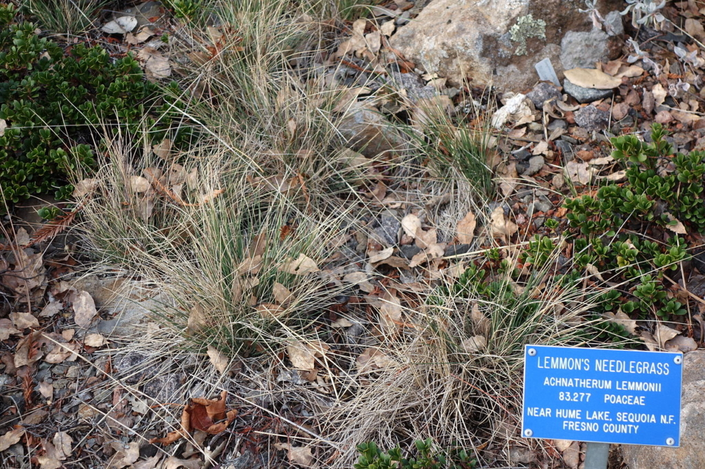 a few bunches of thin-leaved, partially dead needlegrass mixed in with kinnikinnick and leaf litter.