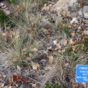 a few bunches of thin-leaved, partially dead needlegrass mixed in with kinnikinnick and leaf litter.