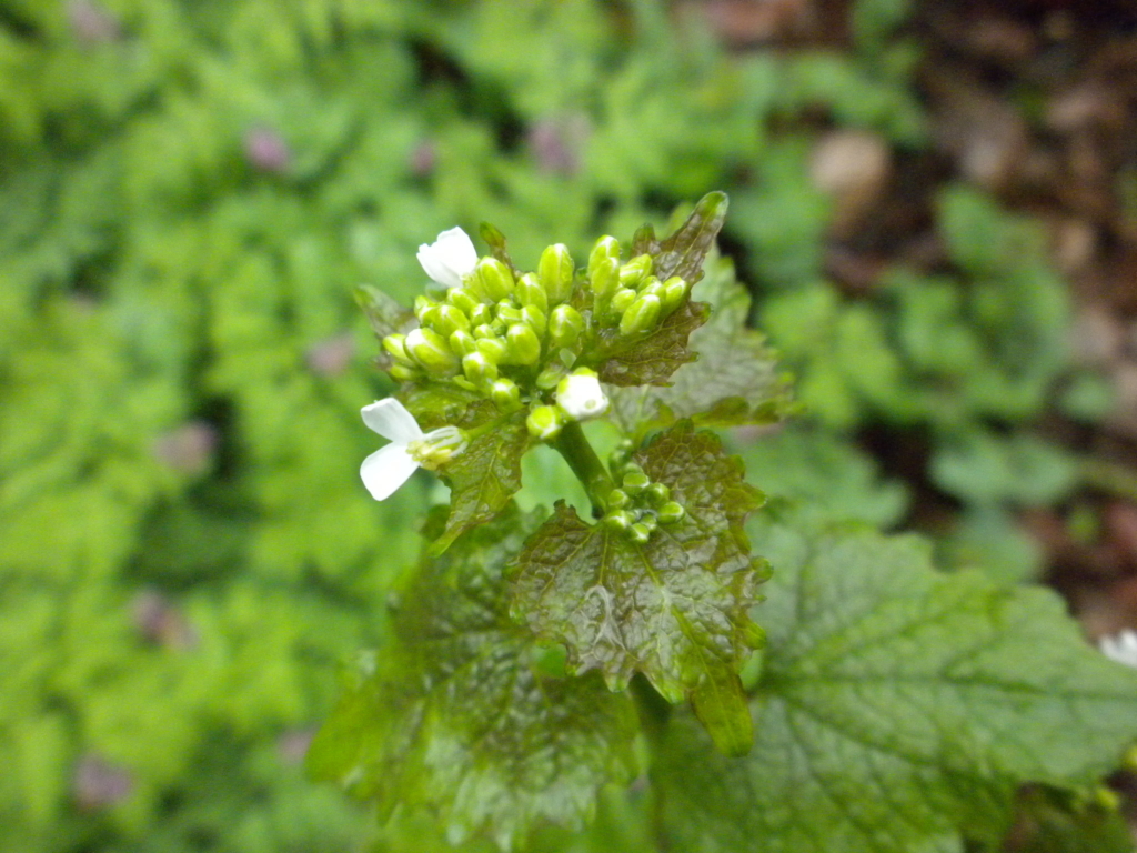 Garlic Mustard Alliaria petiolata Large clump of small white buds opening into white flowers