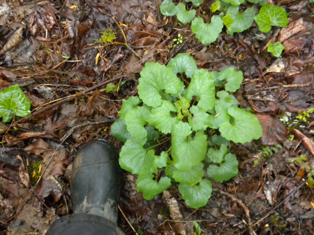Garlic Mustard Alliaria petiolata Small plant with green heart shaped leaves