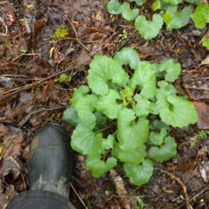 Garlic Mustard Alliaria petiolata Small plant with green heart shaped leaves