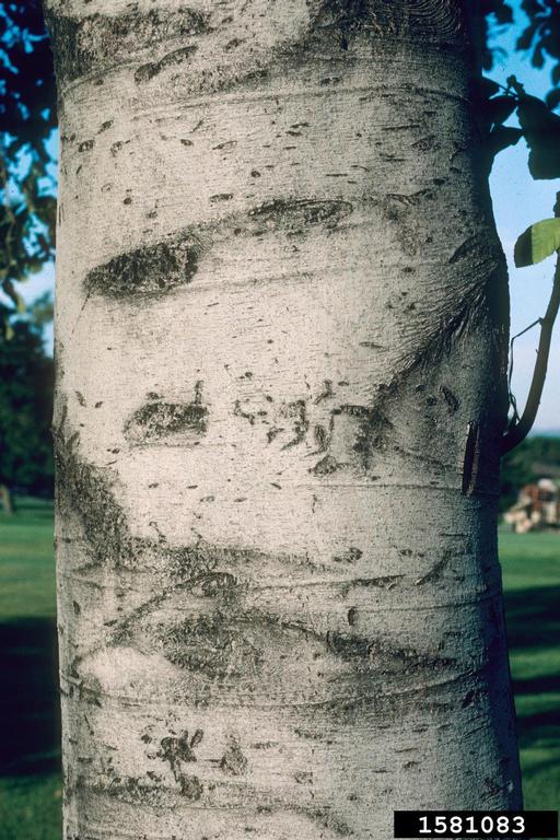white alder bark is white with dark scarring