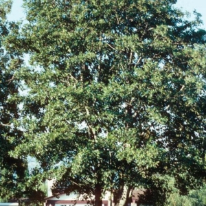 A full white alder tree in a neighborhood. Tree is probably 20-30' tall with a full yet narrow canopy.