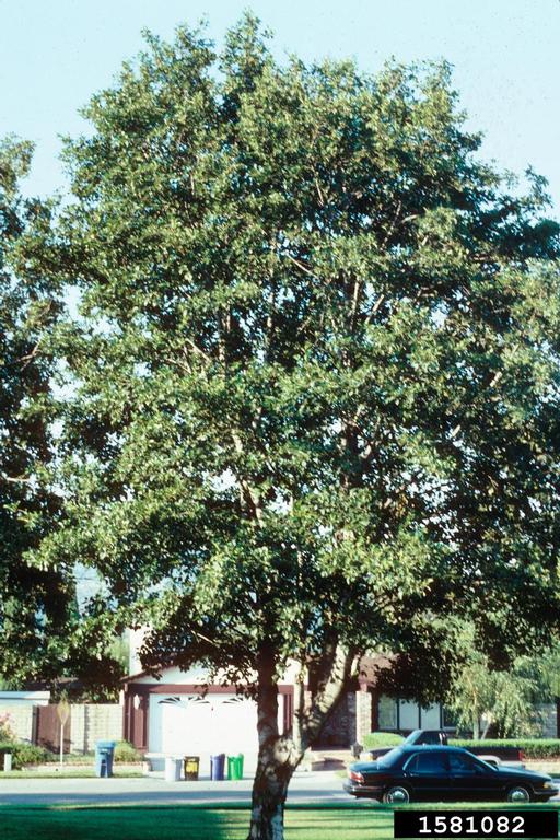 A full white alder tree in a neighborhood. Tree is probably 20-30' tall with a full yet narrow canopy.