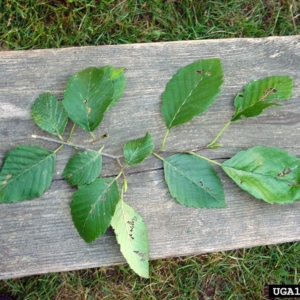 a young branch of red alder green leaves are pinnately veined, obtuse to elliptic in shape