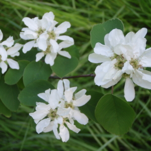 serviceberry clusters of white flowers