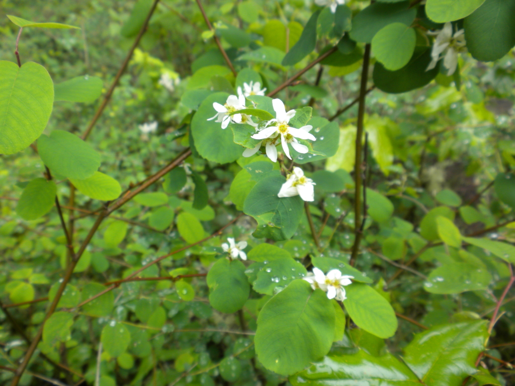 Service berry leaves and white flowers and stems