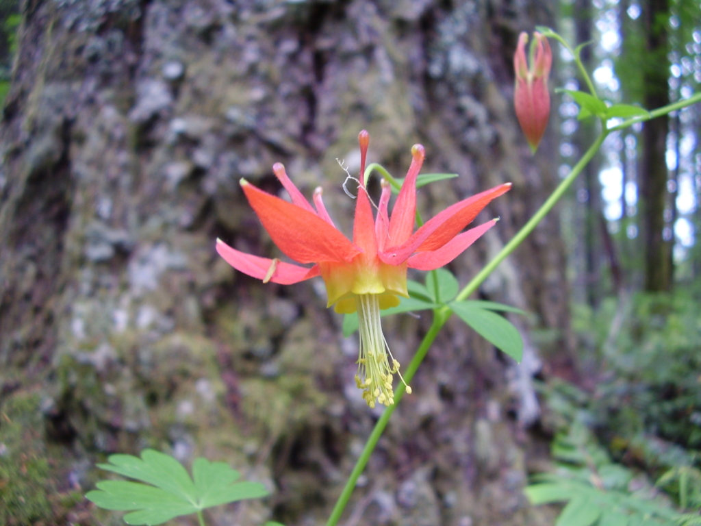 Red star-like flower with petals bent back and yellow center exposed