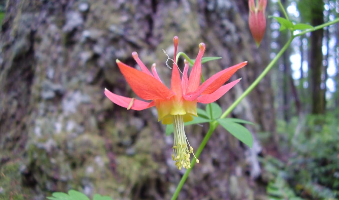 Red Columbine Aquilegia formosa Red Flower with large yellow stamens