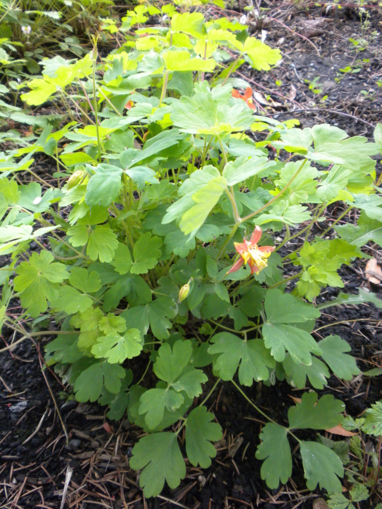 Lobed foliage of columbine