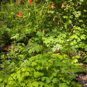 whole columbine plant with red flowers rising above foliage