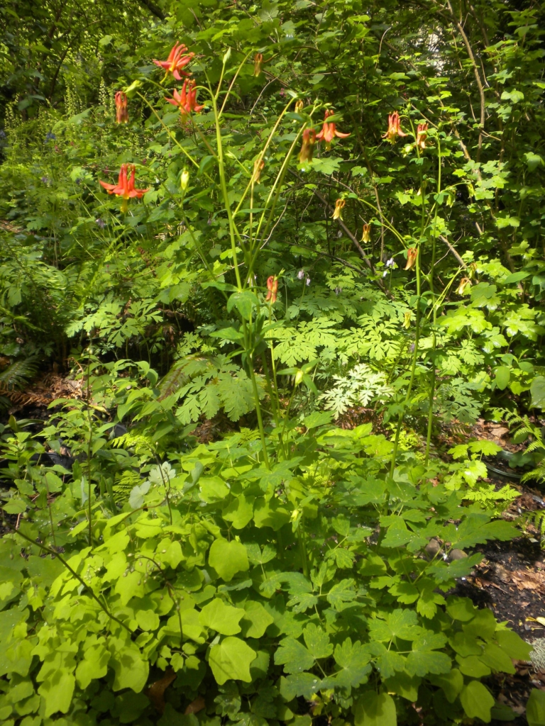 whole columbine plant with red flowers rising above foliage