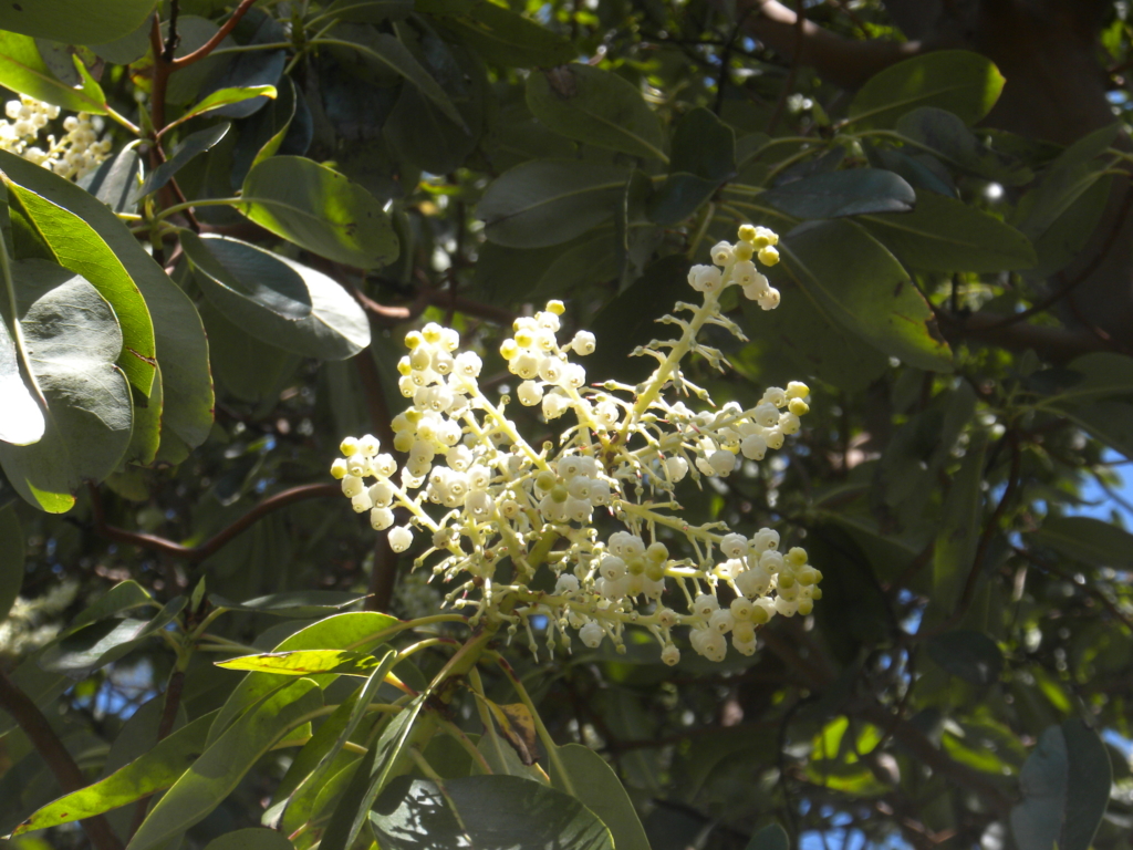 white inflorescence composed of many small white flowers