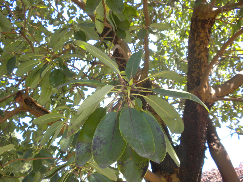 rhododendron-like leaves and smooth bark of madrone