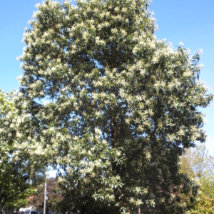 whole madrone tree