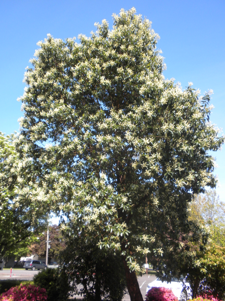 whole madrone tree