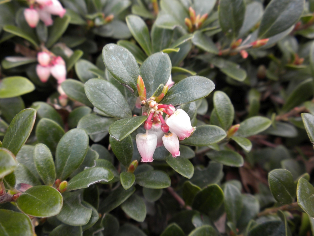 close up of pinkish urn-shaped flower and small rounded evergreen foliage