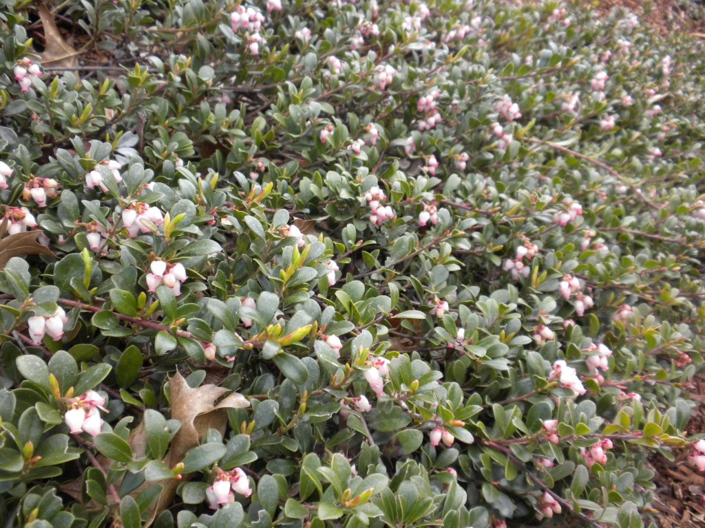 a carpet of kinnikinnick in bloom