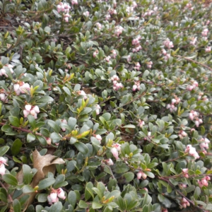 a carpet of kinnikinnick in bloom