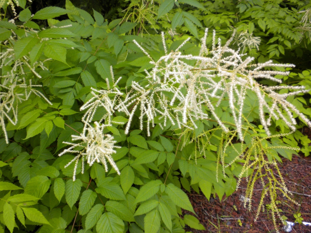 close up of feathery cream colored inflorescence