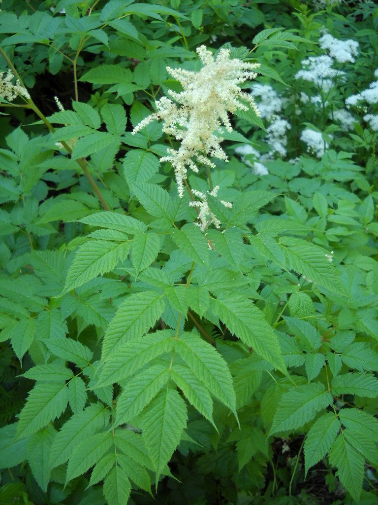 pointy compound leaves