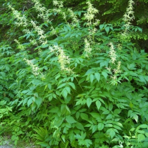 whole plant showing plumes of inflorescences and mounded leaves