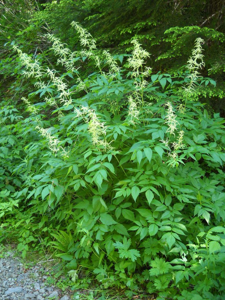 whole plant showing plumes of inflorescences and mounded leaves