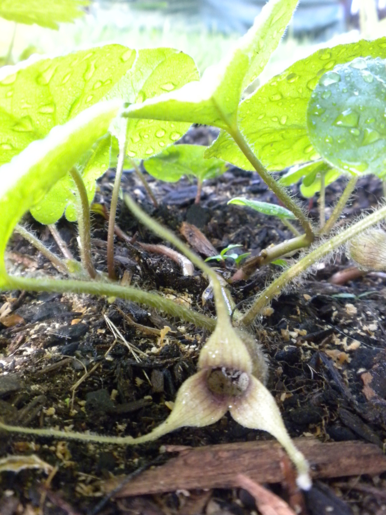 close up of triangular ground-growing inflorescence