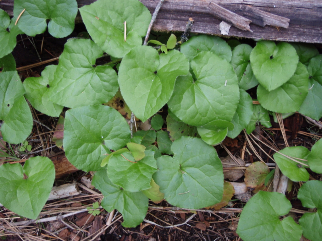 heart shaped ginger leaves