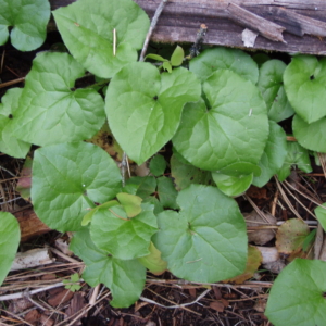 heart shaped ginger leaves