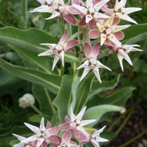 The delicate, dusty pink starburst flowers of showy milkweed