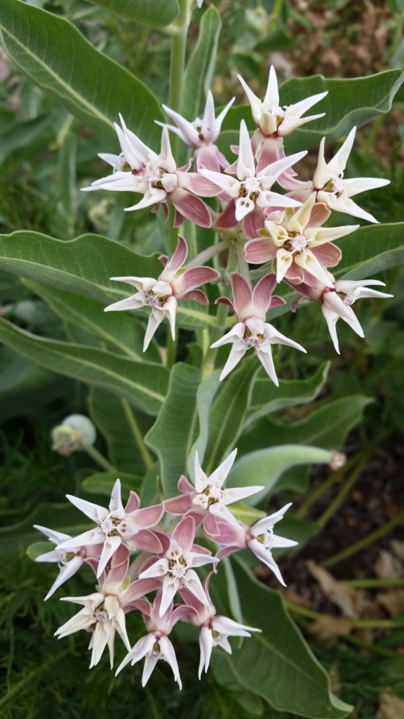 The delicate, dusty pink starburst flowers of showy milkweed