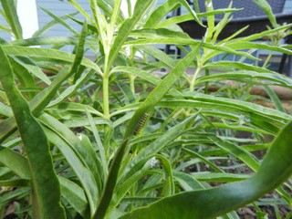 narrowleaf milkweed has thin, lance-shaped leaves