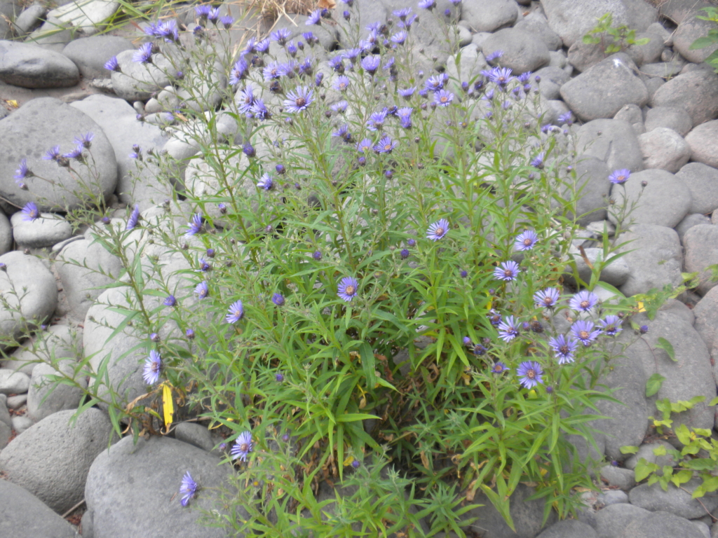 Douglas Aster Aster subspicatus Mid size bushy plant with several small purple flowers