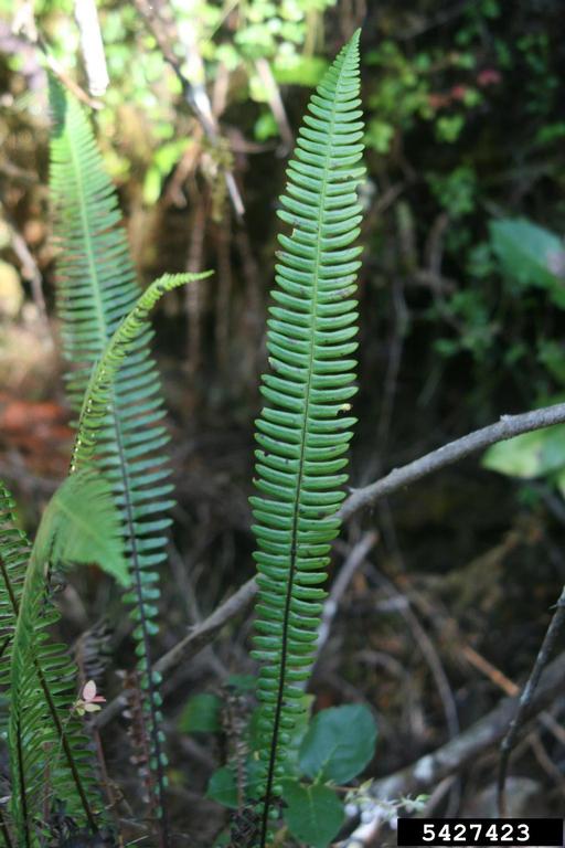 upright narrow fern frond looks a bit like a feather.