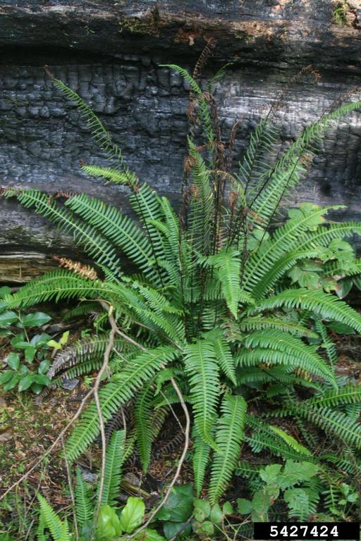 a deer fern plant with narrow fern fronds with even thinner male fronds rising above.