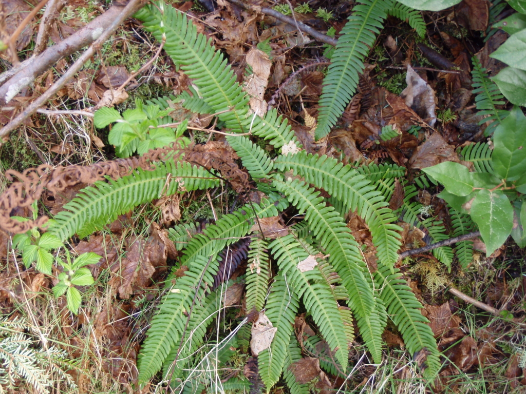 deer fern fronds viewed from above