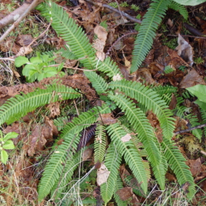 deer fern fronds viewed from above