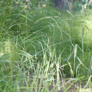 a patch of Columbia brome in a forest understory with spikelets stalked