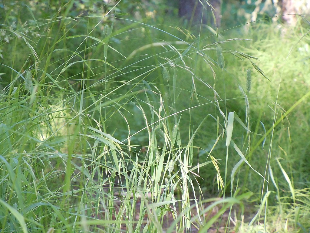 a patch of Columbia brome in a forest understory with spikelets stalked