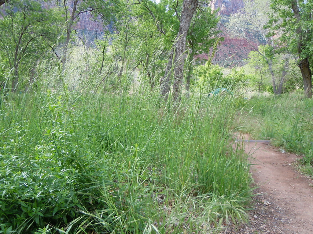 a patch of California brome, long leaved, rangy looking