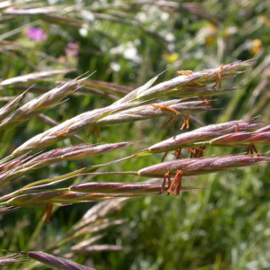 close up of California brome inflorescence seed heads ranging from tan to red