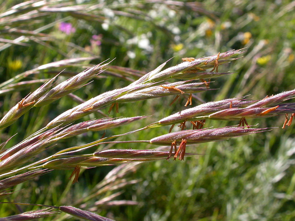 close up of California brome inflorescence seed heads ranging from tan to red