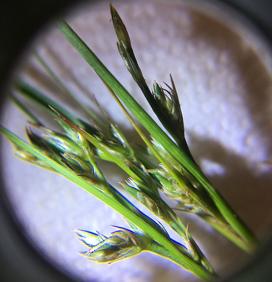 hand lens image of Dewey's sedge inflorescence, green stems with flowers coming off the sides