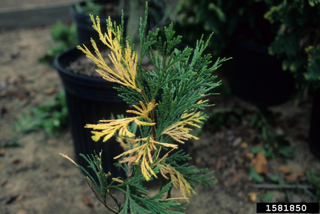 Sprays of flat scale-like leaves.