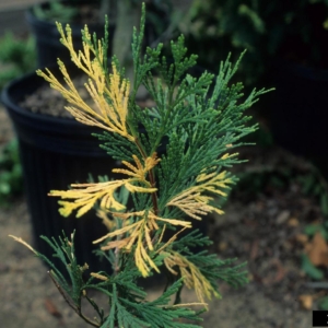 Sprays of flat scale-like leaves.