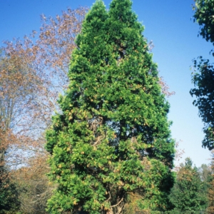 a large conifer with a conical canopy, with dead needles on ground at base of tree.